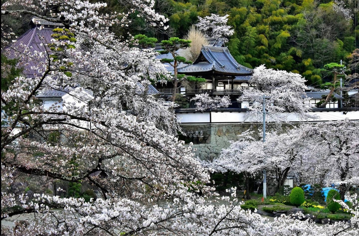 kirschblüten am daiunji